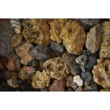 Natural History - Geology - a fossilized limestone sea bed section,