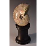 Natural History - an ammonite fossil, pearlized surface, 15cm high,