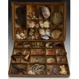 An interesting collection of antiquities, natural history specimens and artifacts,