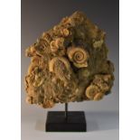 Natural History - a fossil specimen, ammonites, dactylioceras athleticum, lower - upper Jurassic,