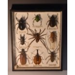 Natural History - Entomology - an arrangement of preserved specimens, Three-Horn Rhino,