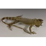 Taxidermy - an iguana,