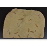 Natural History - a fossil specimen, a group of clupeid clupeiform fish, Knigtia, Eocene period,