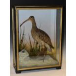 Taxidermy - a curlew, nuturalistically mounted at the water's edge, a bee on the rock beside,