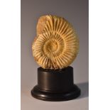 Natural History - an ammonite fossil, 8cm diam,