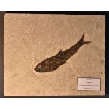 Natural History - a fossil specimen, clupeid clupeiform fish, Knigtia, Eocene period, Wyoming USA,