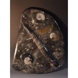 Natural History - a large polished fossil specimen, orthoceras and goniatite, 44.