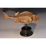 Natural History - a blow fish specimen, 41cm long,