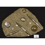 Natural History - a large polished fossil specimen, goniatite and orthoceras,