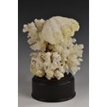 Natural History - an arrangement of coral and shells, mounted on a plinth,