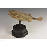 Natural History - a box fish (o.cubicus), 28.