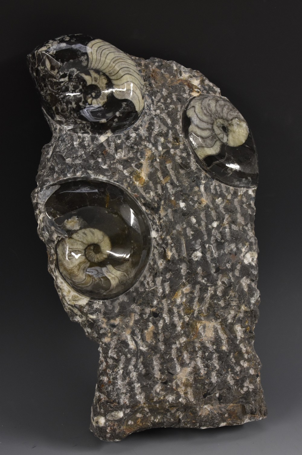 Natural History - a fossil specimen, Goniatite,