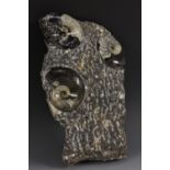 Natural History - a fossil specimen, Goniatite,