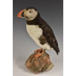 Taxidermy - a puffin, mounted on a section of granite, 29.