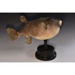 Natural History - a large puffer fish (tetraodontidae) specimen, 54cm wide,