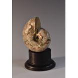 Natural History - an Ammonite fossil, pearlized surface, 8cm diam,