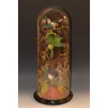 Taxidermy - an arrangement of exotic birds, glass dome, ebonised base,