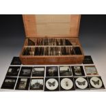 Photography - Magic Lantern Slides - various subjects, entomology, early motor cars,