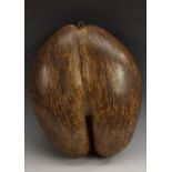 Natural History - a coco de mer (Lodoicea maldivica),