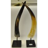 A pair of mounted cow horns