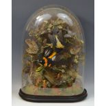 Taxidermy - an arrangement of British Birds, amongst grasses and branches, under glass dome,