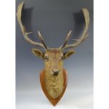 Taxidermy - an early 20th century stag's head, inset glass eyes, oak shield-shaped plaque,