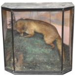 Taxidermy - a fox hunting a rabbit, canted ebonised case,