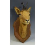 Taxidermy - a deer, shield shaped mount,