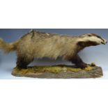 Taxidermy - a badger, mounted on tree bark,