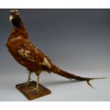 Taxidermy - Phasianus Colchicus, a Cock Pheasant,