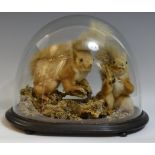 Taxidermy - a pair of Red Squirrels (Sciurus vulgaris), set amongst lichen,