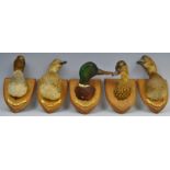 Ornithological Studies - taxidermy - a Pochard Duck mounted on an oak shield shaped plaque,