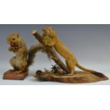 Taxidermy - a Stoat, with a mouse in it's mouth, naturalistic setting, 26cm high; a Red Squirrel,