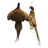 Taxidermy - a Cock Pheasant, hanging; another,