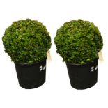 A pair of spherical cultivated Box plants (Buxus Sempervirens)