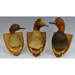 Ornithological Studies - taxidermy - Pochard Drake mounted on an oak shield shaped plaque,