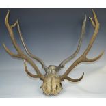 Taxidermy - a four point set of antlers,