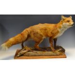 Taxidermy - a fox, standing on a leafy and mossy tree bark, wooden plinth,
