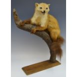 Taxidermy - an early 20th century Pine Martin, (Martes martes) mounted on a branch, plinth base,