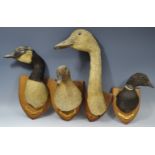 Ornithological Studies - taxidermy - a Bean Goose mounted on an oak shield shaped plaque,
