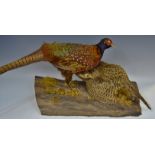 Taxidermy - a pair of courting pheasants, mounted on mossy tree bark,
