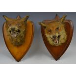 Taxidermy - an early 20th century fox's head, mounted on a mahogany shield-shaped plaque,