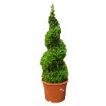 A twisted conical Box shrub (Buxus Sempervirens)