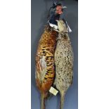 Taxidermy - a brace of pheasants, the cock with eccentric top hat, the hen with fascinator,