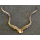 Taxidermy - a pair of Kudu horns,
