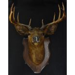 Taxidermy - a stag's head, five branch antlers,