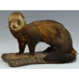 Taxidermy - an early 20th century Mink, (Mustela lutreola), on a branch, rectangular base.