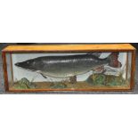 Taxidermy - a pike, naturalistically mounted amongst a stylized riverbed, glazed case, 38cm high,