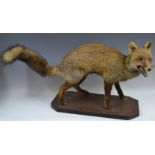 Taxidermy - a late Victorian fox (Vulpes vulpes) mounted onto a canted rectangular wooden base,