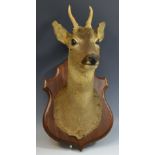 Taxidermy - a roe deer, mahogany shield shaped mount,